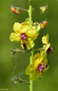 MARTIN Herve : verbascum