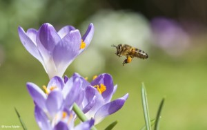 MARTIN Herve : Abeille et crocus