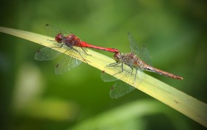 323 Hervé Martin : Accouplement de sympetrum 