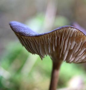 669- Andre Petitdemange - Mushroom1 