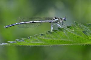 160- Philippe Boursicot - Agrion à larges pattes 