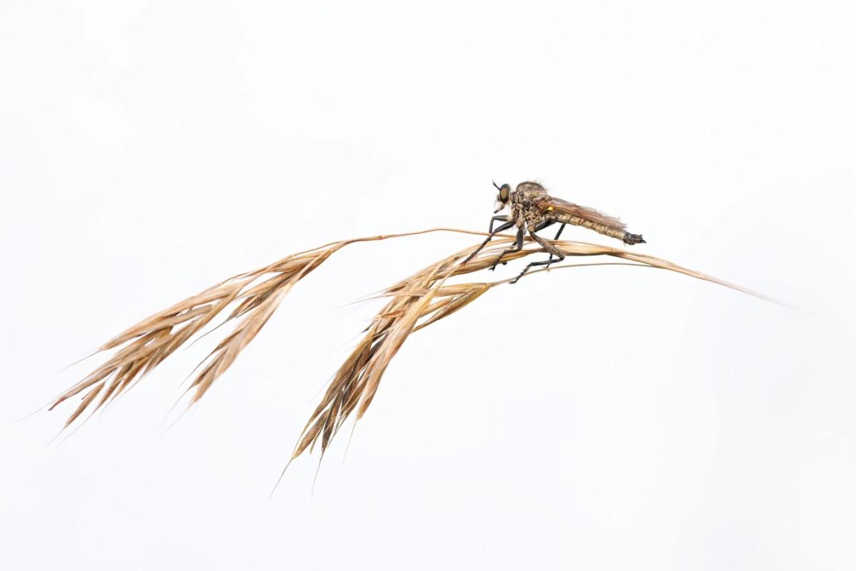 20_CRIAUD_Sandrine_-_Sur_ma_brindille