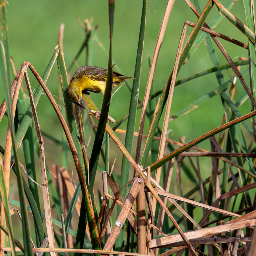 275_SZULTZ_Jean-Marc_-_Dégustation