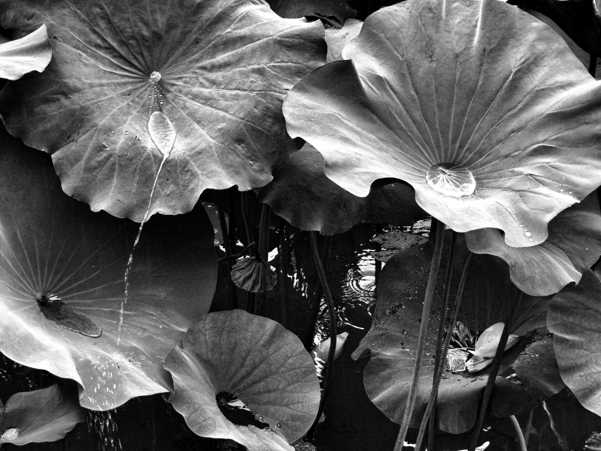 59_PENICAUD_Christophe_-_Jour_de_pluie