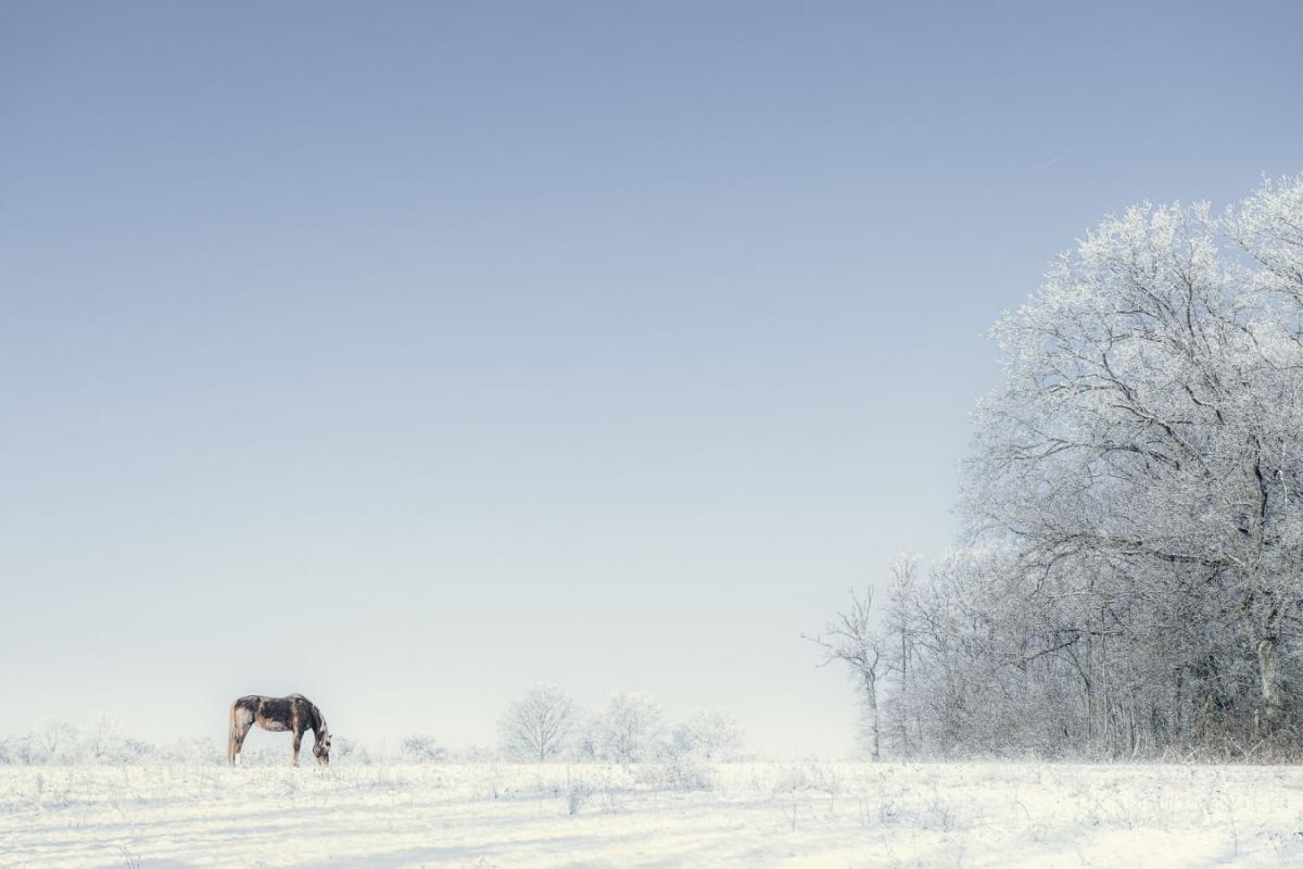 69_BURILLO_Maeva_-_Seul_dans_la_neige