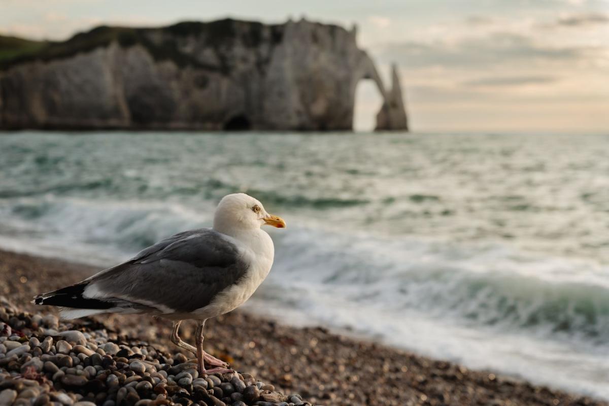 7_ALIPS_Marc_-_Goéland_aventurier