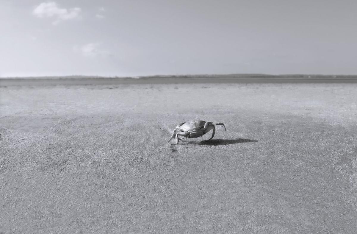 83_LHOSTE_FREDERIC_-_Marcher_sur_le_sable_