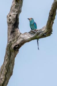 112_SZULTZ_Jean-Marc_-_Bien_posé