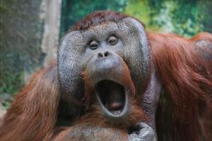 118_PETIT_Carole_-_Surprise_!