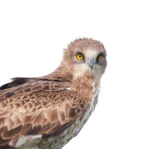 137_CRIAUD_Sandrine_-_Circaète_Jean_Leblanc