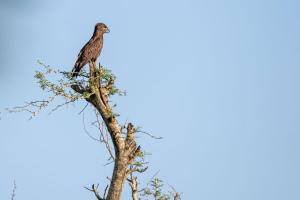 137_SZULTZ_Jean-Marc_-_Je_t'ai_vu_