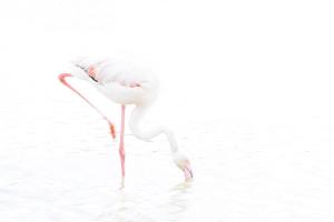 13_CRIAUD_Sandrine_-_Flamand_rose
