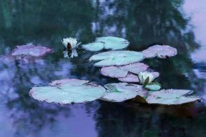 190_CRIAUD_Sandrine_-_Nymphéas_comme_Monet