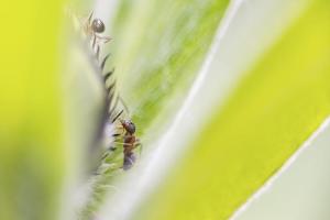 19_MARTCHENKO_André_-_Sur_les_pointes