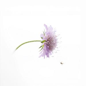 1_CRIAUD_Sandrine_-_La_fleur_et_l'arraignée