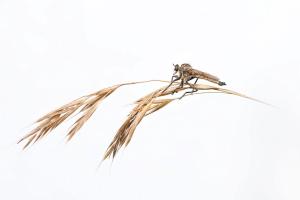 20_CRIAUD_Sandrine_-_Sur_ma_brindille