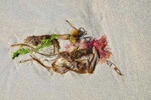 214_RIGUET_Dominique_-_Bouquet