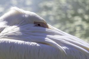 239_GEORGET_Christian_-_Repos