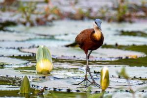 26_SZULTZ_Jean-Marc_-_Marcher_sur_l'eau_