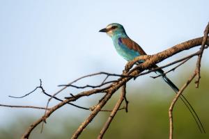 26_SZULTZ_Jean-Marc_-_Sur_ma_branche