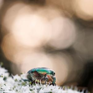 275_CRIAUD_Sandrine_-_Cétoine_dorée