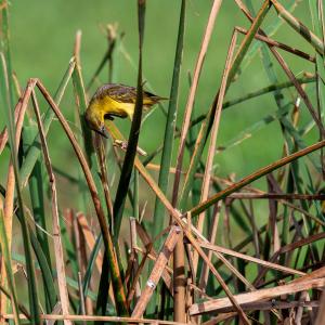 275_SZULTZ_Jean-Marc_-_Dégustation