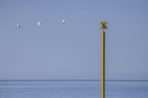 29_MARTCHENKO_André_-_Les_cygnes