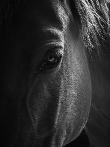 333_CONTREPOIS_Océane_-_Atravers_l'oeil_du_vivant