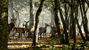 345_PENICAUD_Christophe_-_Un_face_à_face_en_forêt