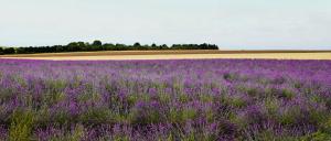 369_PENICAUD_Christophe_-_Lavandes