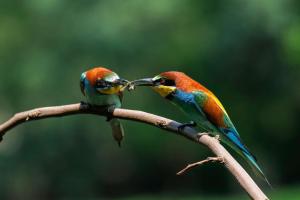 36_CRIAUD_Sandrine_-_Guêpiers