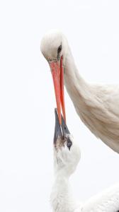 3_CRIAUD_Sandrine_-_La_bécqué