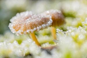 41_MARTCHENKO_André_-_Champignon_givré_1