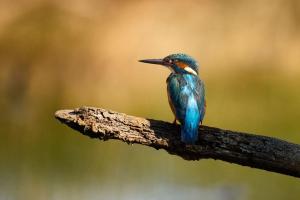 45_OUSTRIC_Claude_-_Regard_du_pêcheur