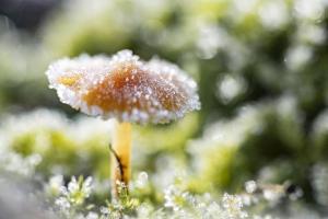 56_MARTCHENKO_André_-_Champignon_givré_2