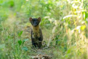 59_DUVIVIER_Roger_-_Martre_des_pins