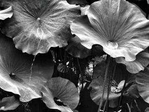 59_PENICAUD_Christophe_-_Jour_de_pluie