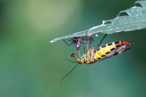 65_CRIAUD_Sandrine_-_Panorpe