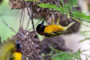 69_SZULTZ_Jean-Marc_-_Suspendu_au_nid_