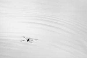 75_MOLLET_LOIC_-_Araignée_d'eau_au_repos