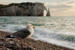 7_ALIPS_Marc_-_Goéland_aventurier