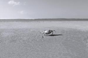 83_LHOSTE_FREDERIC_-_Marcher_sur_le_sable_