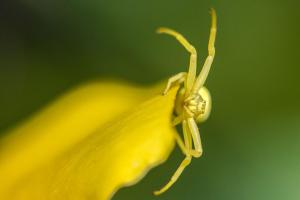 84_MARTCHENKO_André_-_Jaune