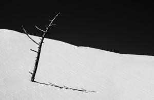 880_GEORGET_Christian_-_La_branche_de_la_dune