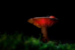 8_CRIAUD_Sandrine_-_Arthropode_et_champignon