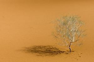 André MARTCHENKO Solitaire