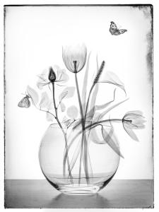 Béatrice Dumont-Diaphanéité