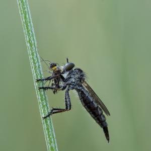 POULAIN Florent - Mon repas