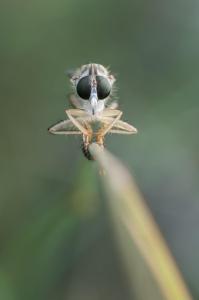 POULAIN Florent - Sur ma brindille