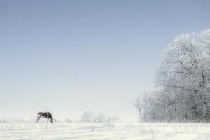 01- Seul dans la Neige